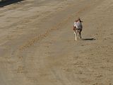 Golden Rabbit European Sandtrack-Derby Th. Ernst (181)